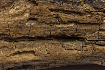 closed detail of an aged trunk.