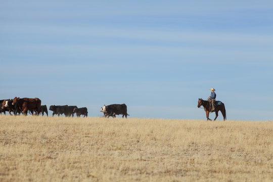 Teenage cowboy herding cattle while riding hose on field against blue sky