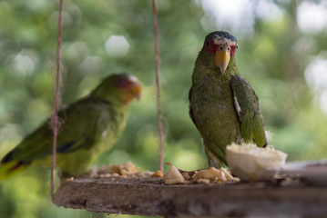 Par de loros disfrutando del desayuno