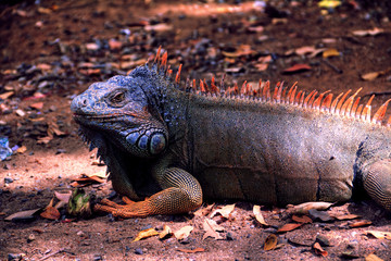 Large Iguana lying on the ground