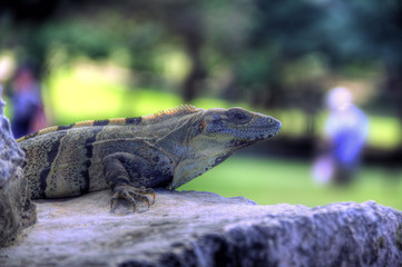 Iguana walking over mayan ruins