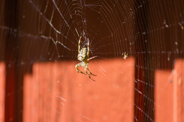 Spindeln i nätet.