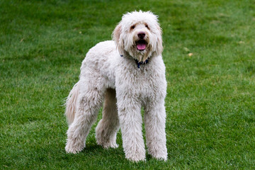 Labradoodle posing