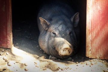 Old pig sitting in the shade