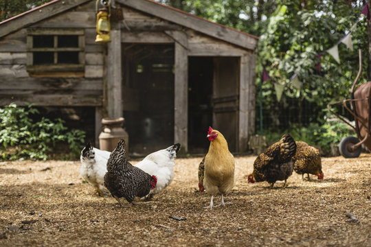 Hens standing on field chicken coop