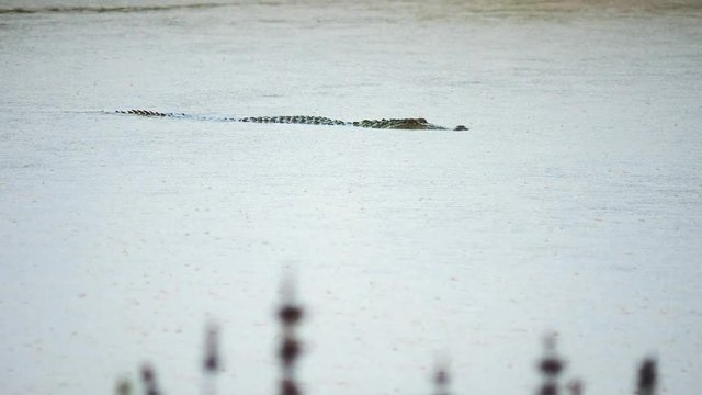 Mugger or Marsh Crocodile swimming in wild of Yala national park in Sri Lanka