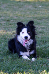 Border Collie waiting in the grass