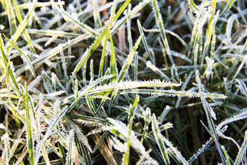 Close up of grass covered with frost