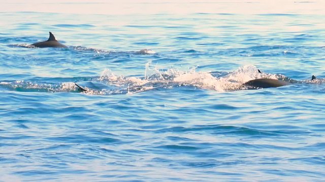 Group of wild dolphins swimming in open sea near coast of Sri Lanka