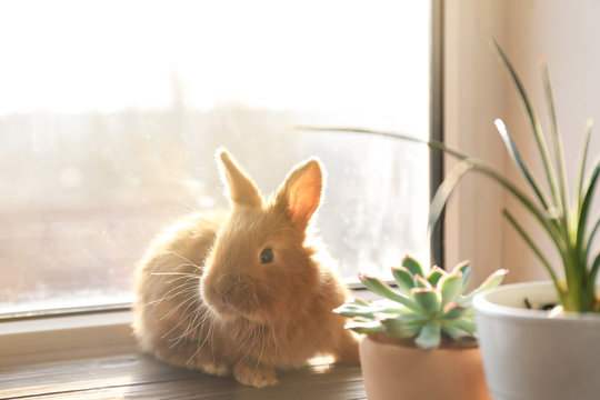 Cute funny rabbit on window sill in sunny day