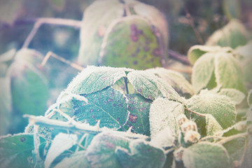 Close up of foliage covered with frost