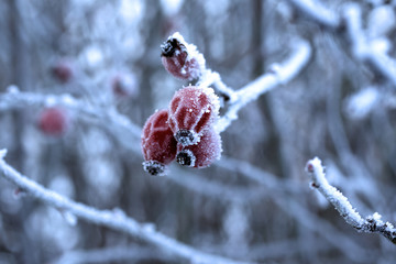 Hips with rime