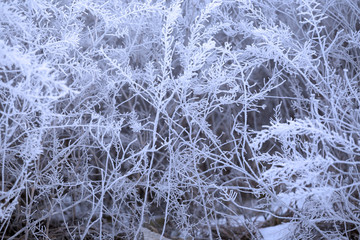 Frozen plant background