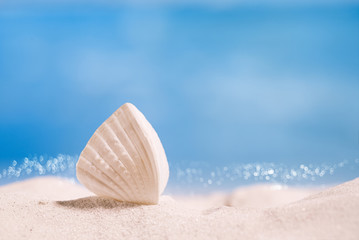 Fototapeta na wymiar white tropical shell on white Florida beach sand under sun light