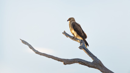 Bird of prey sitting in a tree
