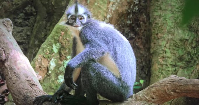 Wild Thomas Monkey or Leaf Monkey in Sumatra forest with small and cute baby sitting on tree branch