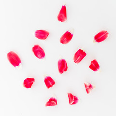 Red petals isolated on white background. Flat lay, Top view.