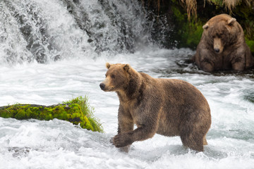 Alaska Brown Bears at Brooks Falls