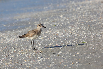 Red Knot (Calidris canutus) single bird standing on shoreline, Florida, USA