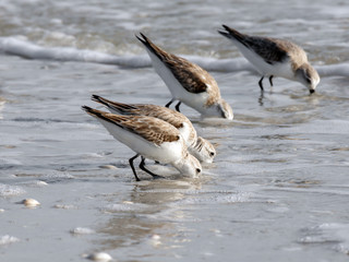 Sand plovers (Charadrius mongolus) looking for food and wading in water, Florida, USA