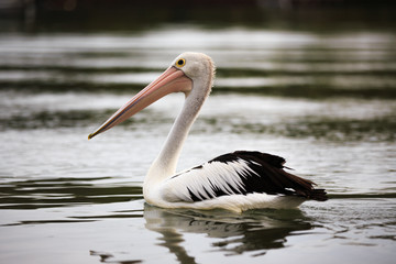 Pelican
