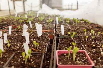 Seedlings with labels in trays in greenhouse