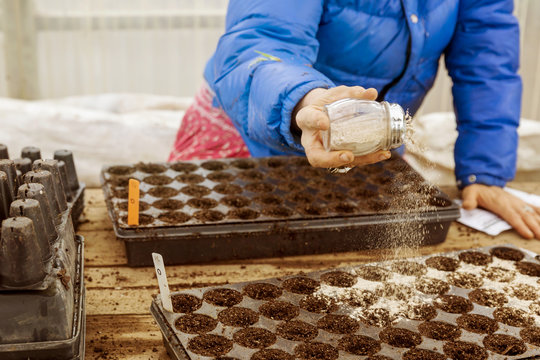 Midsection of female farmer sprinkling fertilizer on seedling trays in greenhouse