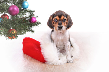 Beagle puppy present sitting in a santa hat by the Christmas tre