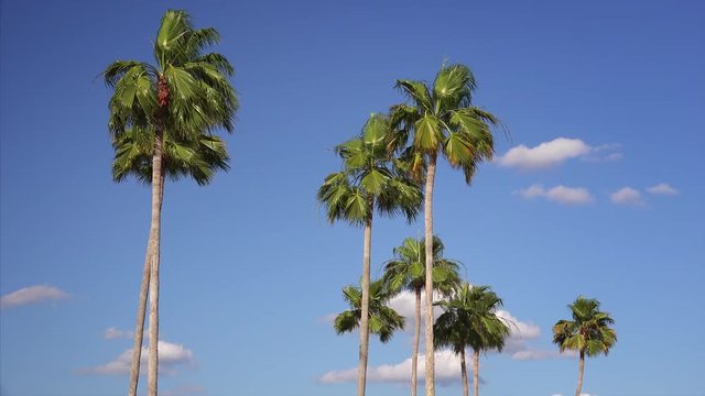 Florida palm trees blowing in wind against a blue sky in Orlando