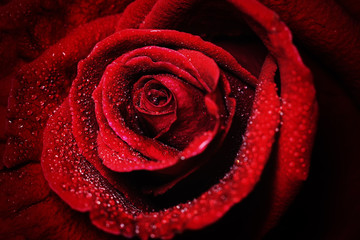 close-up view of beautiful dark red rose with water dew drops