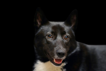 Dog Laika Russo-European black and white spots color. Beautiful hunting Husky isolated on black background. Eyes of his beloved doggy. Portrait of a pet animal Northern dogs.