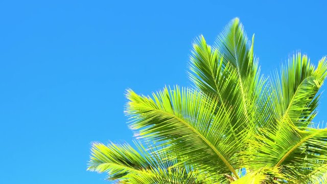 Green coconut palm tree leaves against vivid blue sky. Tropical island at summer