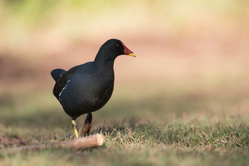 Common Moorhen, Moorhen, Gallinula chloropus