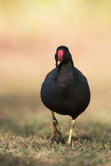 Common Moorhen, Moorhen, Gallinula chloropus