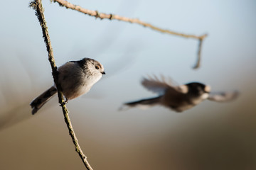 Long-tailed Tit, Tit, Aegithalos caudatus
