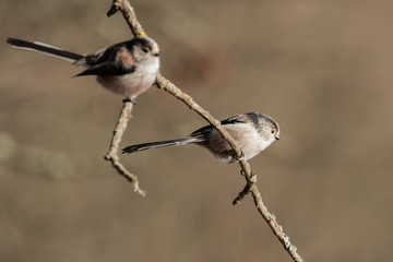 Long-tailed Tit, Tit, Aegithalos caudatus