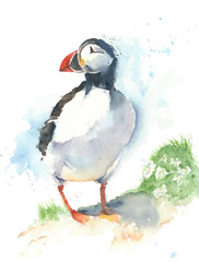 Bird watercolor painting illustration puffin isolated on white background  - 133972067