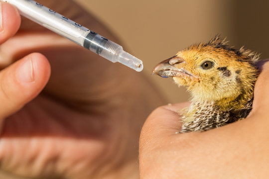 alimentando a un pichon de codorniz con jeringa