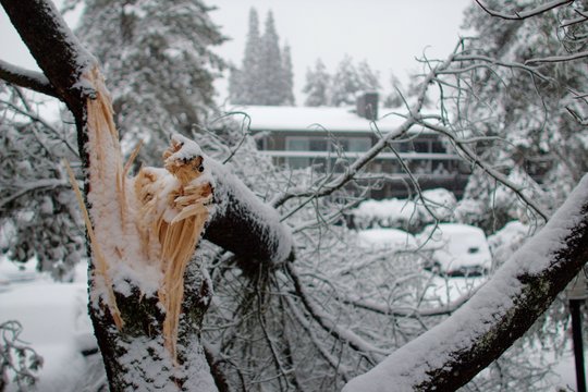 Broken Branch After Snow Storm
