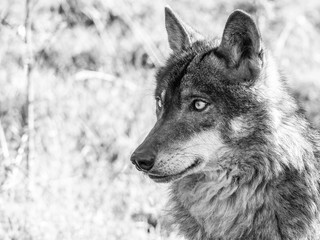 Iberian wolf (Canis lupus signatus)  in summer