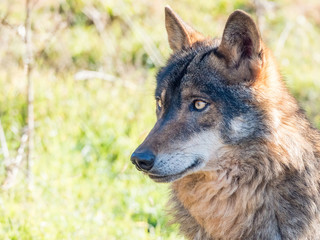 Naklejka na ściany i meble Iberian wolf (Canis lupus signatus) in summer
