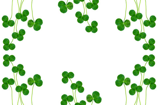 green clover leaves isolated on white background. St.Patrick 's