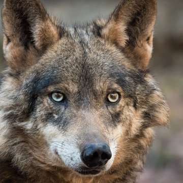 Female of iberian wolf (Canis lupus signatus)