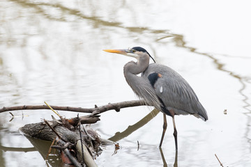 Blue Heron fishing