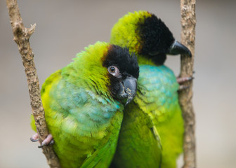 fluffy parrot cuddle