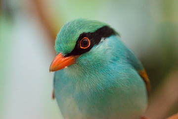 green magpie portrait