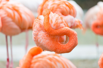 flamingo sleeping © Charles
