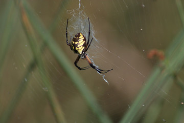 Bright Yellow Orb Weaver Spider
