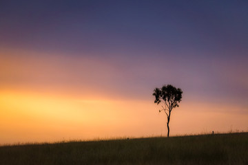 Naklejka na ściany i meble Lone tree on a hill at sunset