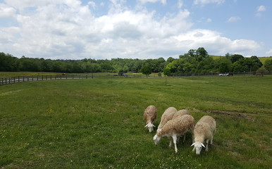 Fototapeta premium Sheep on a Lovely Day
